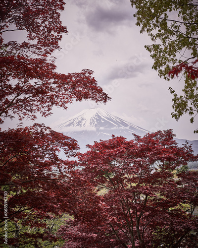 Fuji mountain