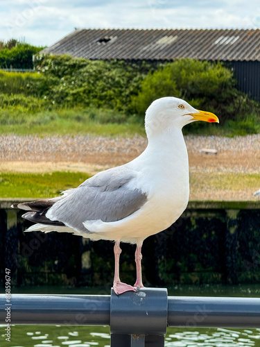 Portrait of a Herring Gull. Standing on a Metal Fence. Larus argentatus.