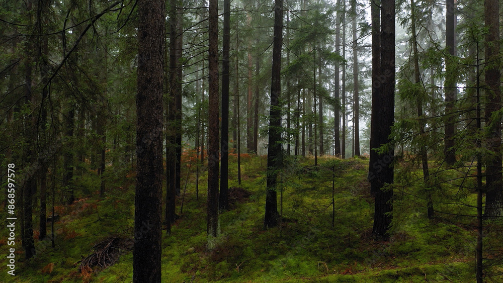 Fototapeta premium Inside beautiful evergreen forest landscape. 