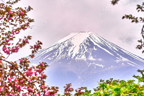 Fuji mountain with cherry blossom