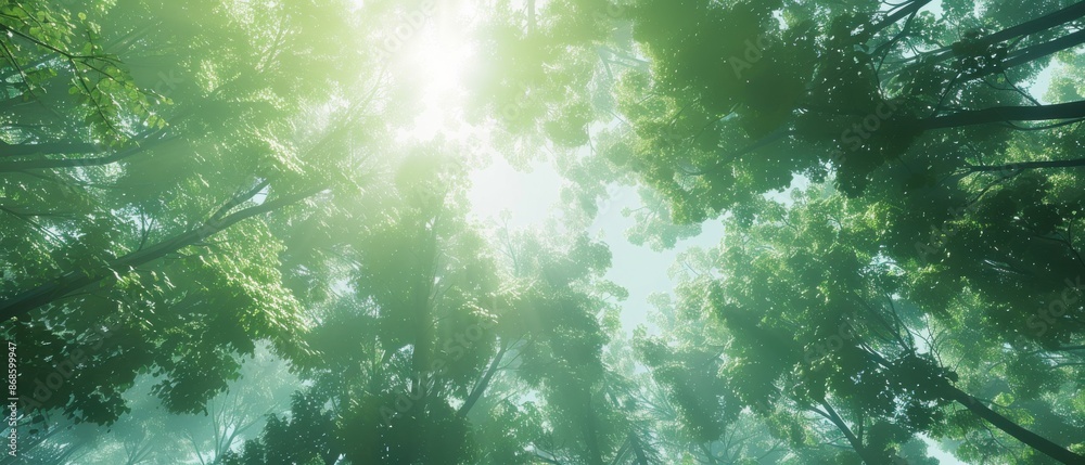 Obraz premium A forest with trees and sunlight shining through the leaves