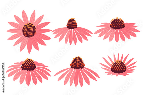 Echinacea flower head set isolated on white background. Healing plant logo emblem