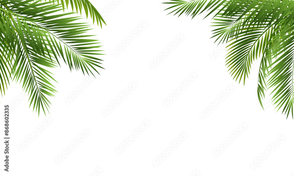 Palm Tree Branch And White Background Palm Tree Branch And White Background