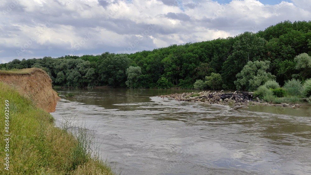 River flows along the forest against the background of a cloudy sky. Many fallen trees in the river River flows along the forest against the background of a cloudy sky. Many fallen trees in the river