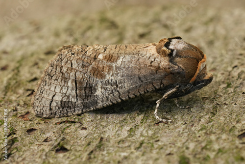 Closeup on the large European Goat moth, Cossus cossus apecies pest of broad-leafed trees photo