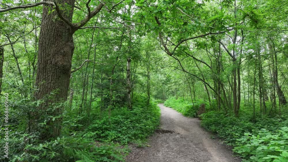 dog walk, uk, green trees, walking trail, doggies, forest, woods dog walk, uk, green trees, walking trail, doggies, forest, woods