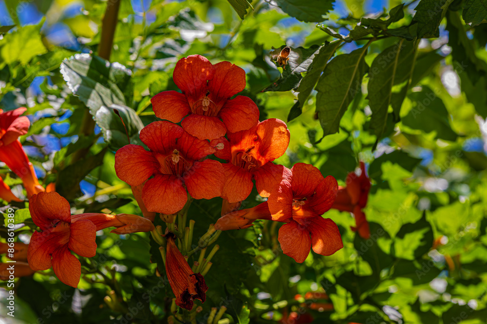 red flowers and green leawes red flowers and green leawes