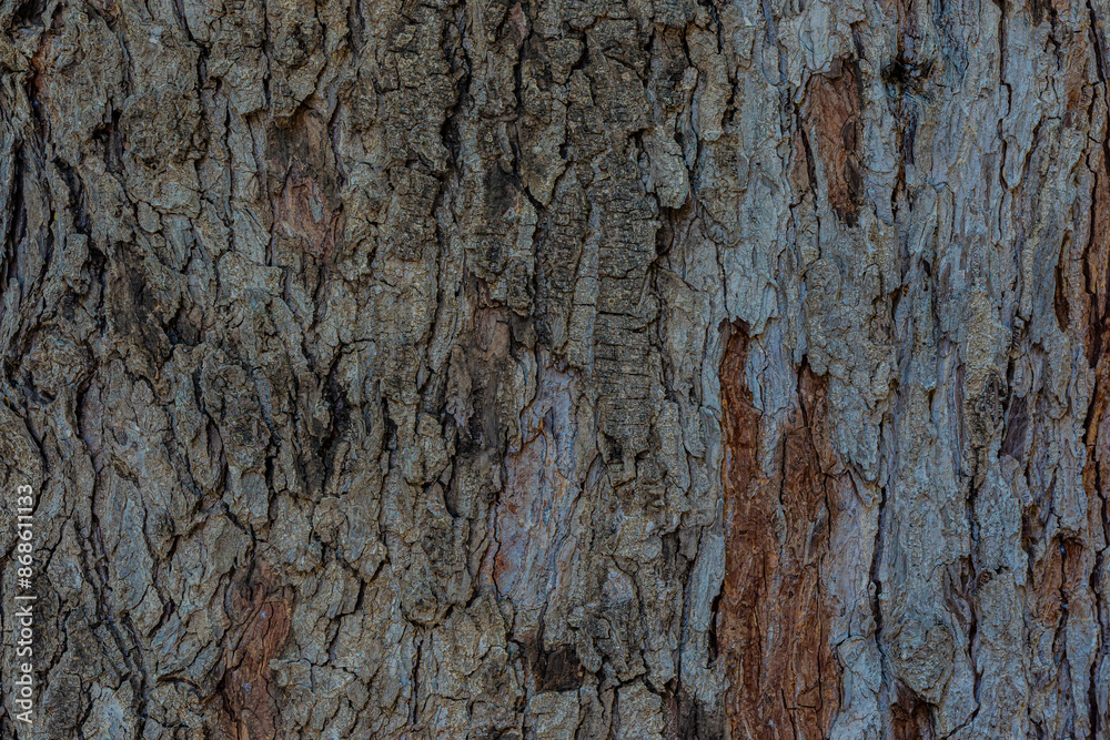 Obraz premium old wood background close up