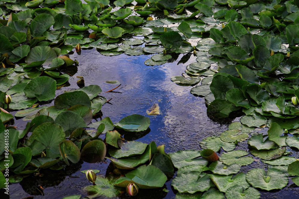 Beautiful pink lotus flower with a green leaf in the pond. closeup of a beautiful water liliy plant underwater in a pond on a rainy summer day, Beautiful pink lotus flower with a green leaf in the pond. closeup of a beautiful water liliy plant underwater in a pond on a rainy summer day,