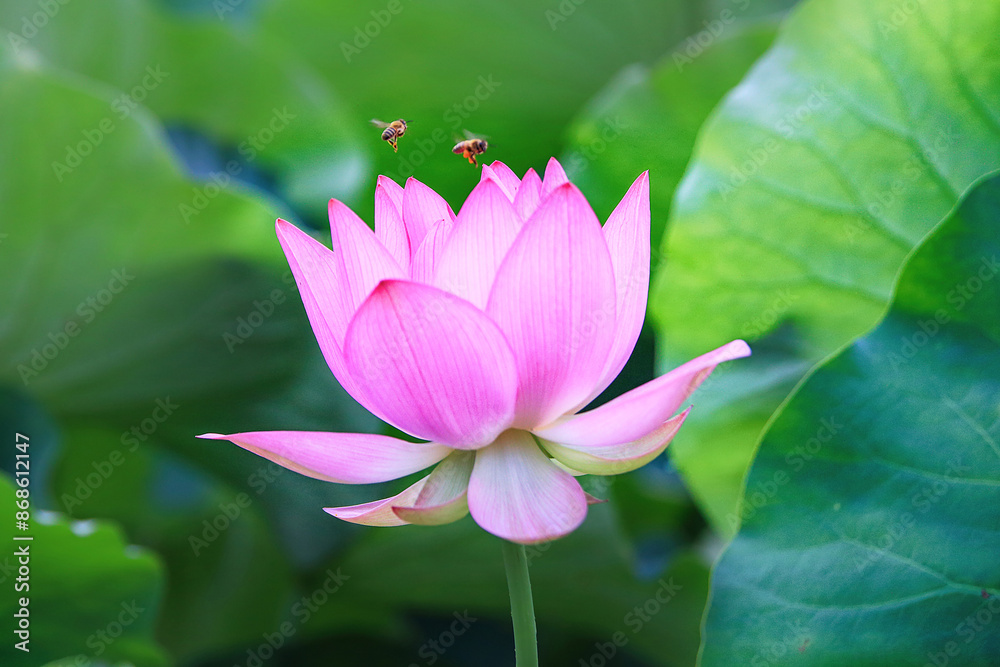 Beautiful pink lotus flower with a green leaf in the pond. Beautiful pink lotus flower with a green leaf in the pond.