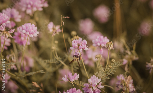 Bee Resting on a Wildflower