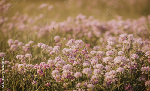 Field Of Wildflowers