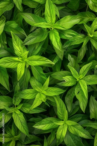 Many fresh lemon verbena leaves texture background, fragrant spices pattern, Aloysia citrodora