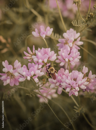 Wildflower with Bee Resting