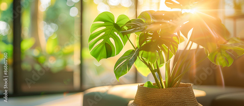 houseplant in corner modeern living room photo