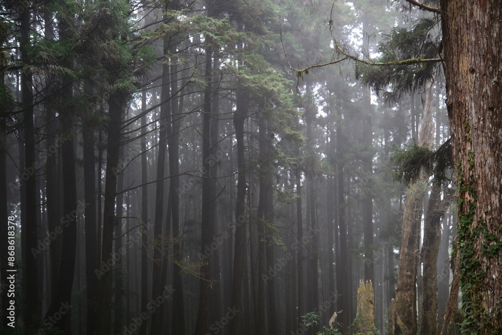Fototapeta premium misty morning in the forest