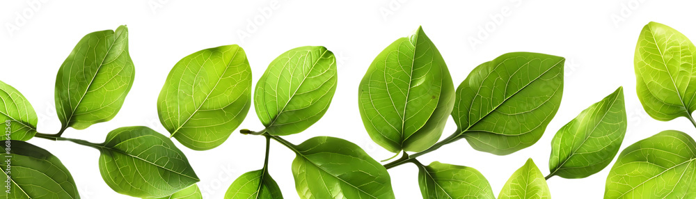 Green Leaves on Black Background Illustration Green Leaves on Black Background Illustration
