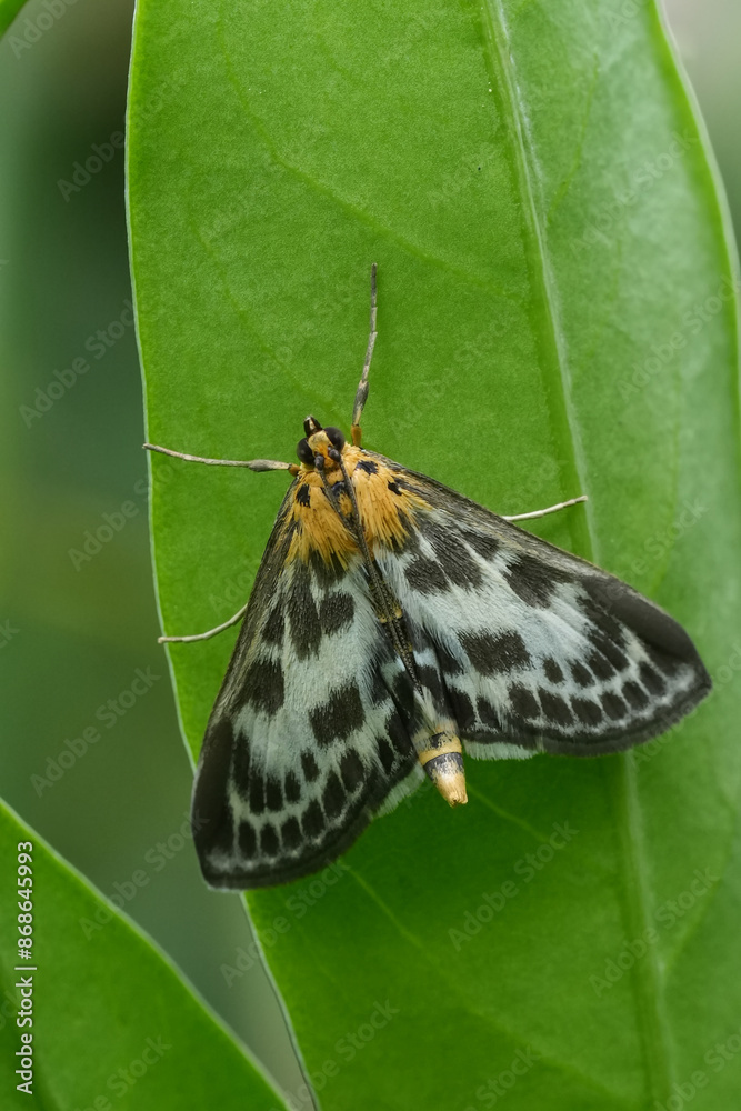 Closeup on a white and brown patterned pyralid small magpie moth, Anania hortulata on green leaf Closeup on a white and brown patterned pyralid small magpie moth, Anania hortulata on green leaf