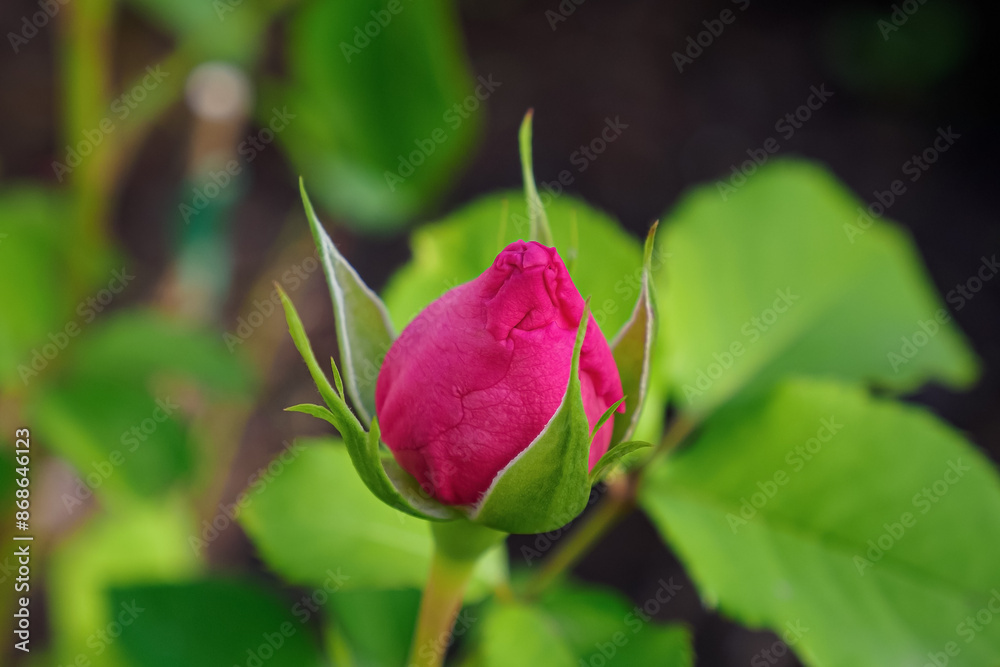 Flowers. Rose. An unopened bud of a growing pink rose. Gardening. Flowers. Rose. An unopened bud of a growing pink rose. Gardening.