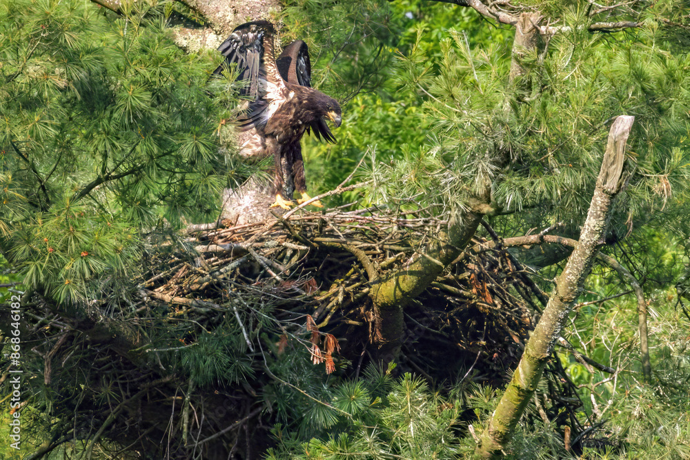 Bald Eagles Bald Eagles