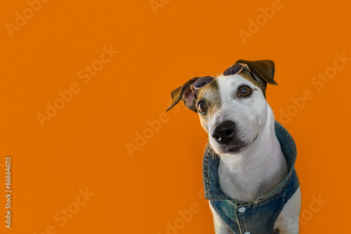 Dog. Jack Russell terrier. Portrait of a charming purebred dog on an orange background. Pets.