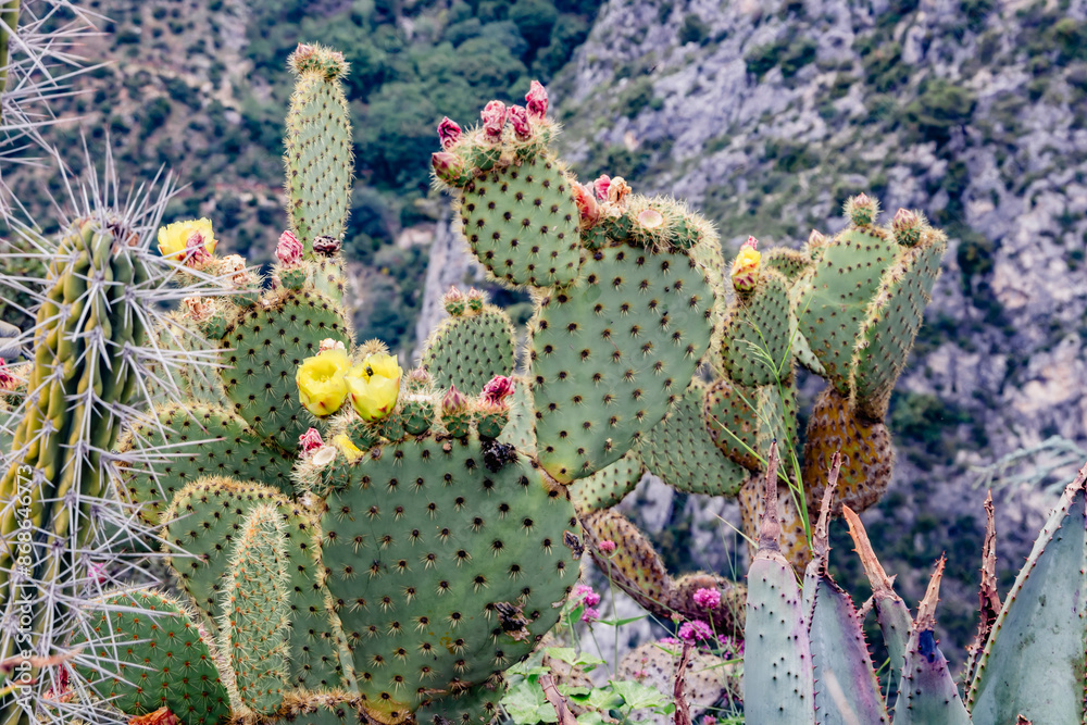 Mountain landscape with colorful cactus plants displays arid environment and varied biodiversity