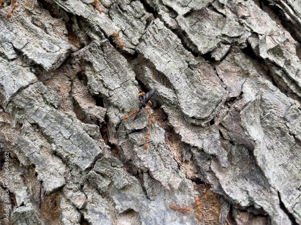 ants on bark of a tree ants on bark of a tree