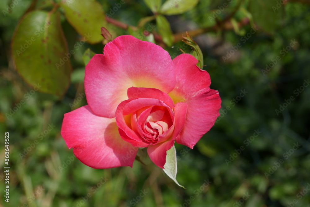 Belle rose dans un jardin. Gros plan Belle rose dans un jardin. Gros plan