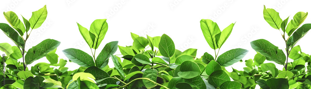 Green Leaves Illustration on Black Background Green Leaves Illustration on Black Background