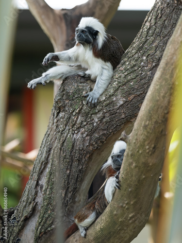 Cotton top tamarin photo