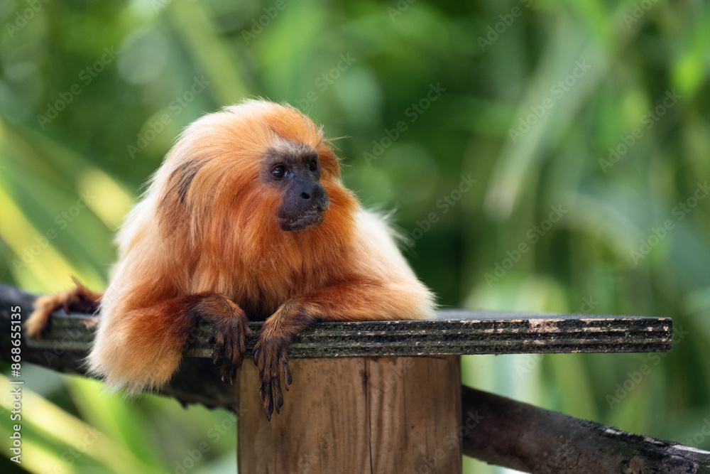 Leontopiteco testa dorata Leontopiteco testa dorata