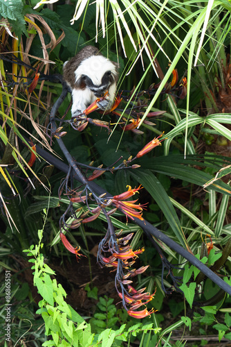 Cotton top Tamarin