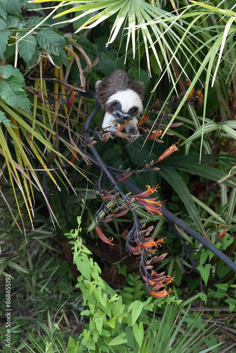 Cotton top Tamarin