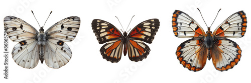 White Cabbage butterfly and Viceroy butterfly on transparent background
