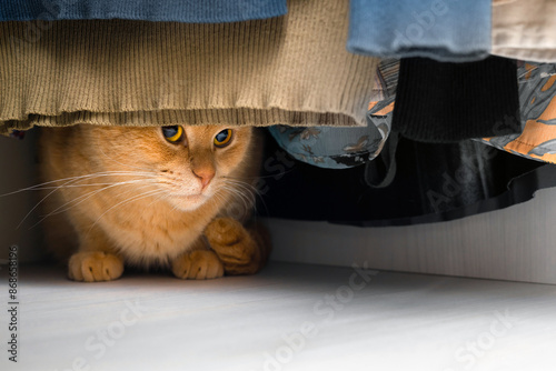 cat hiding in a closet with clothes. cat plays hide and seek. the cat is sitting in the wardrobe. shy cat