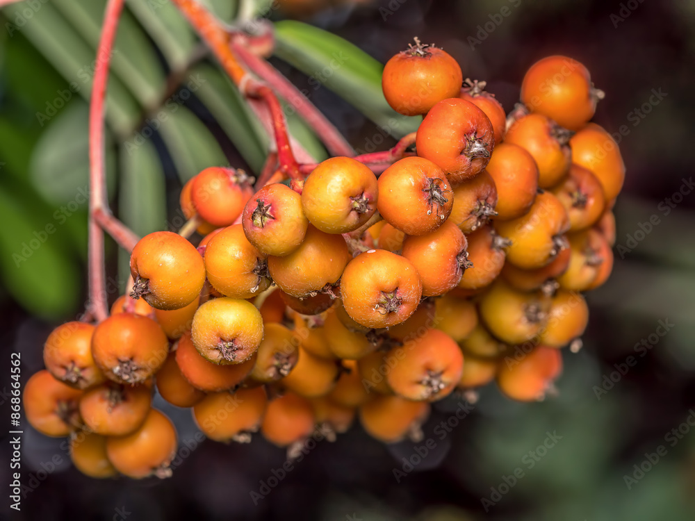 Cluster of ripening rowan fruits Cluster of ripening rowan fruits