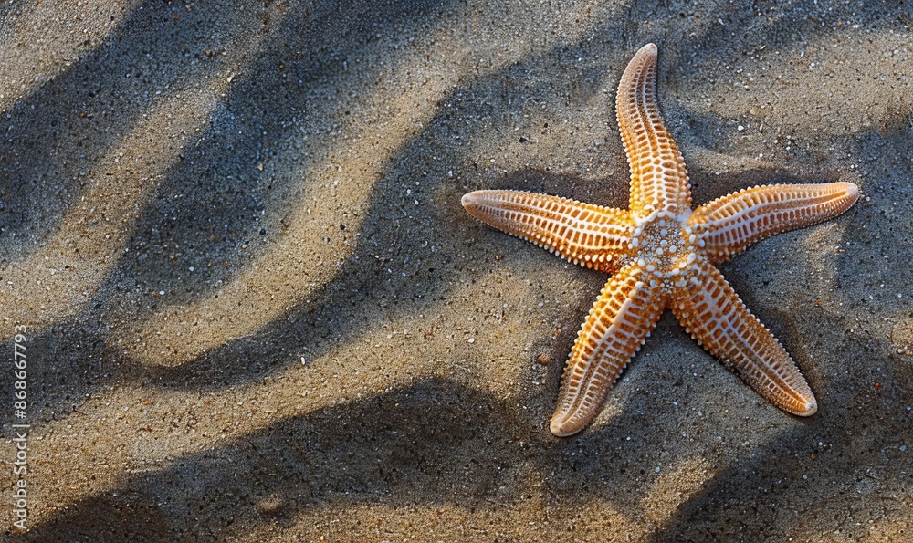 stunning close-up of beautiful starfish on sand, showcasing intricate patterns and delicate beauty in perfect detail with sun casting long shadows, creating a serene and tranquil beach atmosphere stunning close-up of beautiful starfish on sand, showcasing intricate patterns and delicate beauty in perfect detail with sun casting long shadows, creating a serene and tranquil beach atmosphere