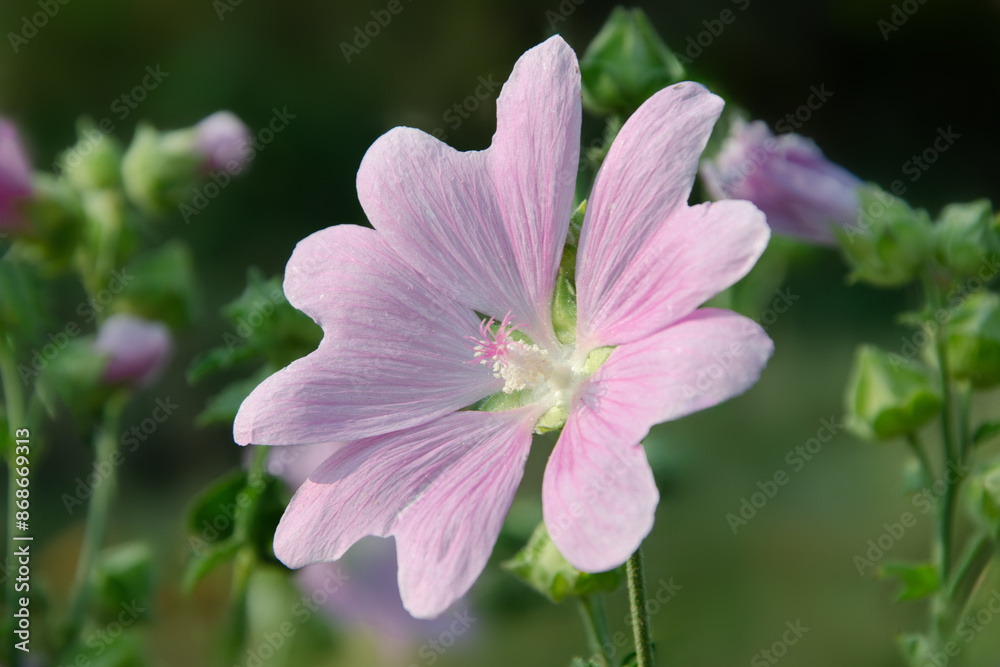 Big purple flower of common mallow (Malva sylvestris). Wild flowers in meadow. Big purple flower of common mallow (Malva sylvestris). Wild flowers in meadow.