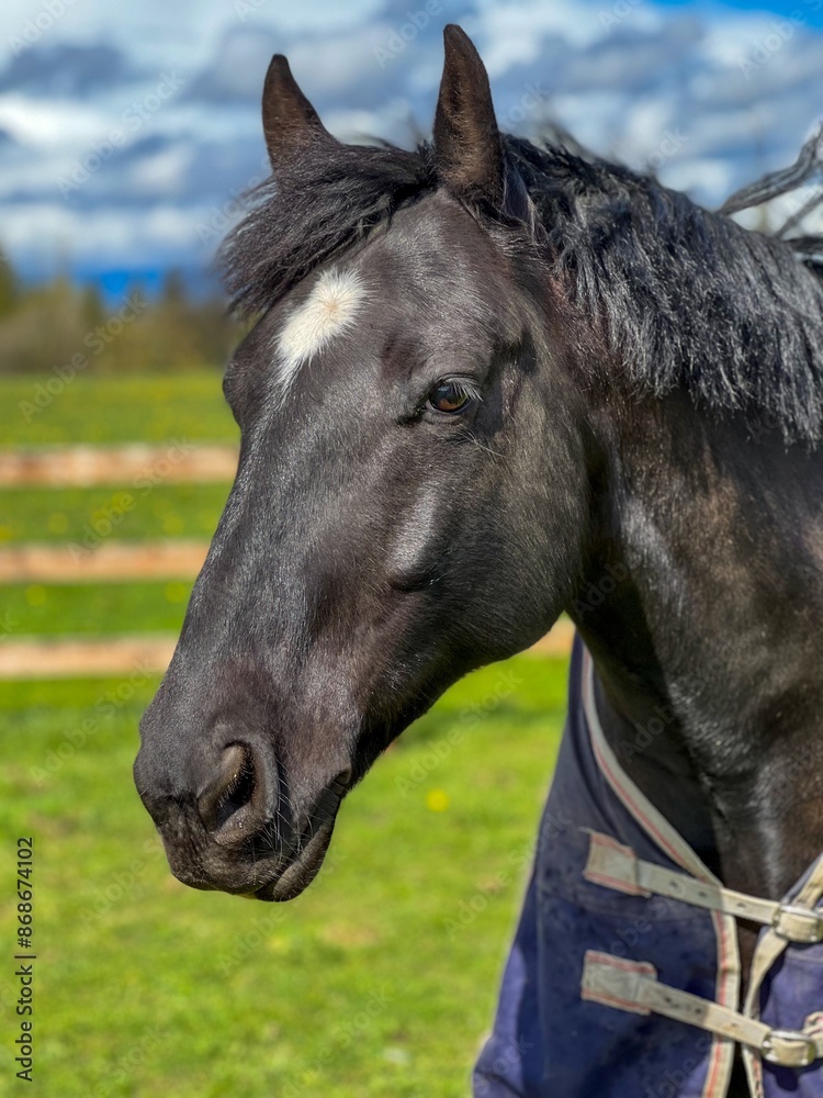 Fototapeta premium portrait of black horse