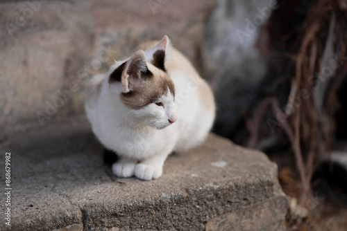 very cute kittens in a village of Salamanca, Montemayor del Rio photo