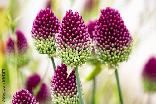 Fototapeta Naklejka Na Ścianę i Meble -  A collection of purple and green Allium sphaerocephalon flowers in bloom photographed in a garden setting, showcasing their distinctive color gradients and lush clusters.