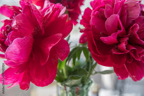 Fototapeta Naklejka Na Ścianę i Meble -  Large red peonies in a vase on the table at home