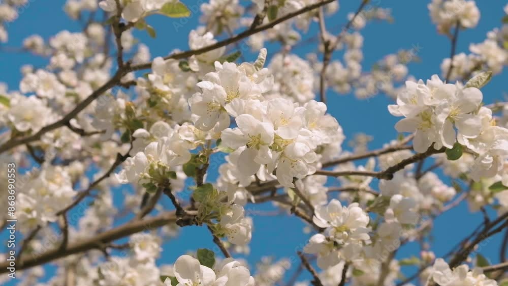 Apple blossom with beautiful white flowers on a blue sky background. Apple blossom with beautiful white flowers on a blue sky background.