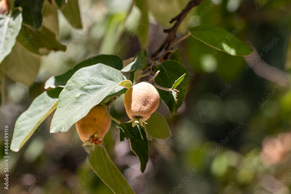 unripe quince fruits on the branch, agriculture unripe quince fruits on the branch, agriculture