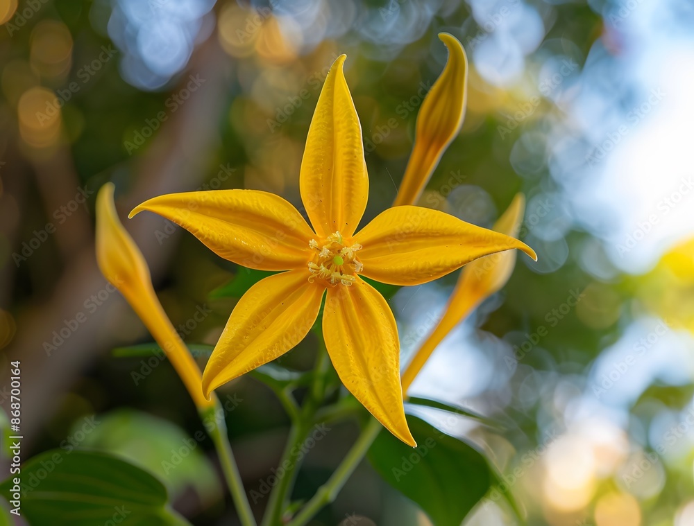 Close-Up Yellow Star Flower Blooming in Garden Close-Up Yellow Star Flower Blooming in Garden