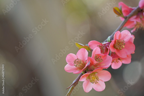 Pink blossom flowers background with space for text. Beautiful floral bloom closeup for nature concept.