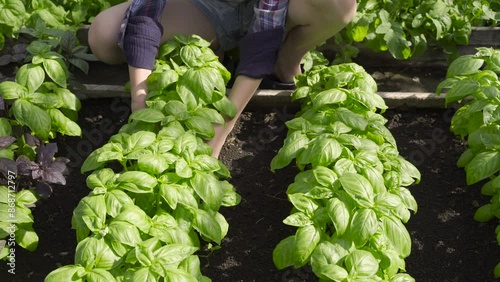 Girl takes care of young basil in a greenhouse. She grows natural products.
