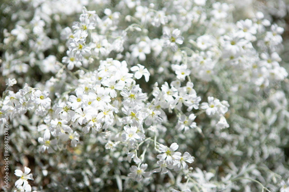 white flowers in a field, garden background white flowers in a field, garden background