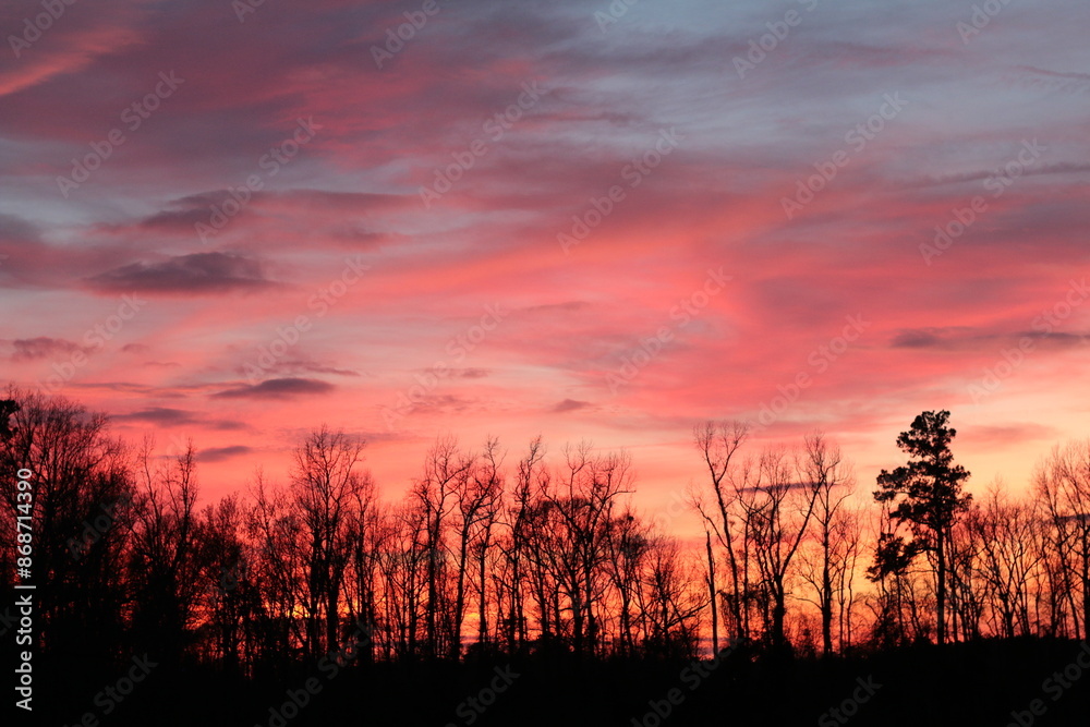 Obraz premium plants and flowers 