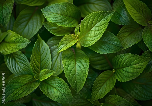 Green Leaves Closeup - Organic Garden Texture